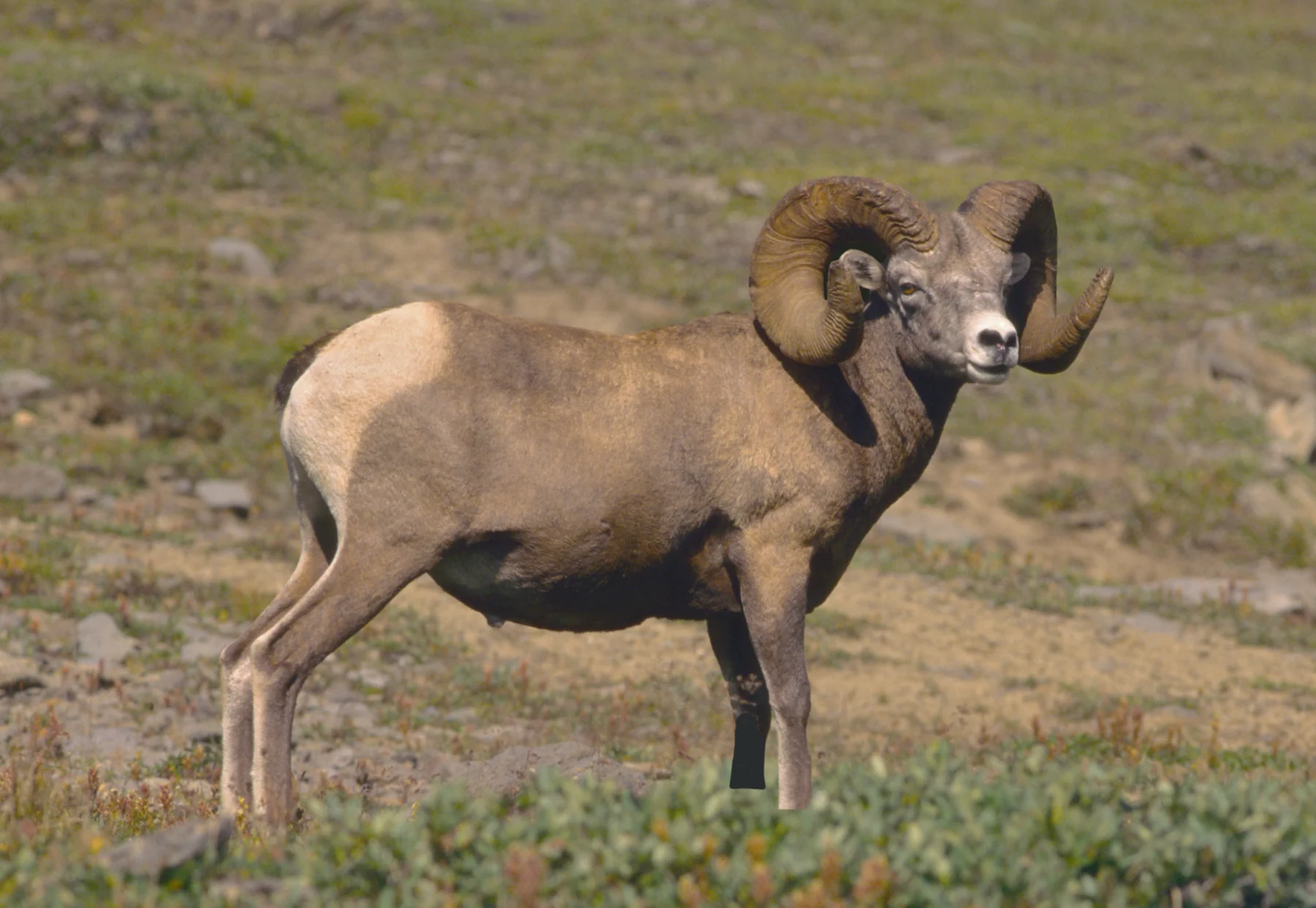 2D Bighorn Broadside Target - Image 3