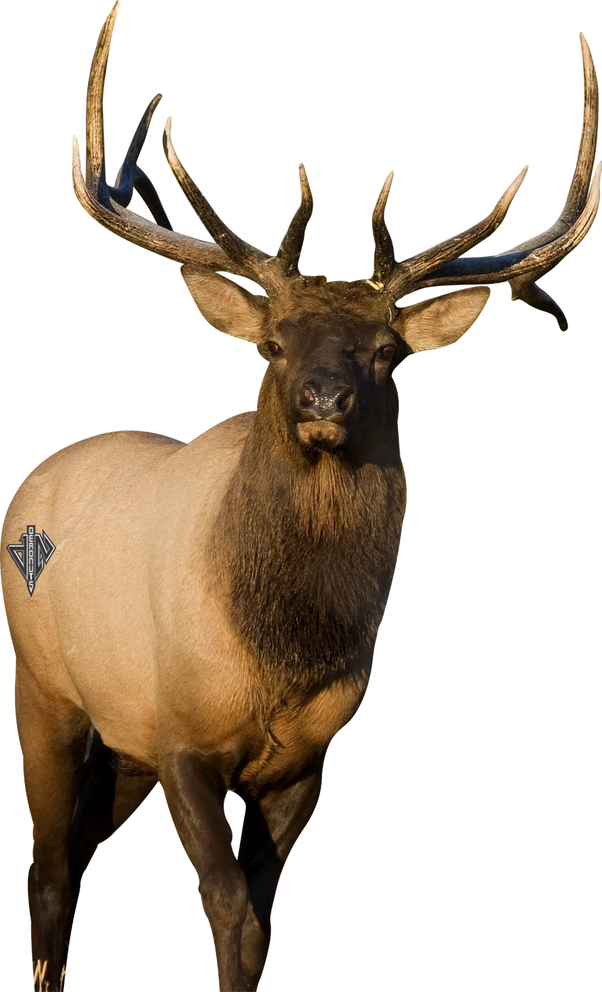 2D Bull Elk Frontal Target