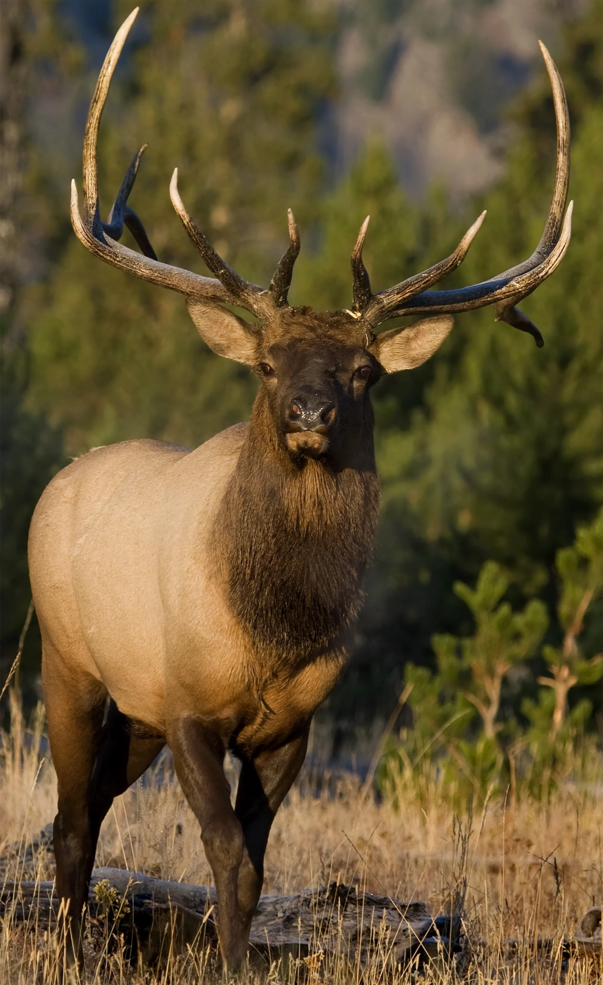 2D Bull Elk Frontal Target - Image 4