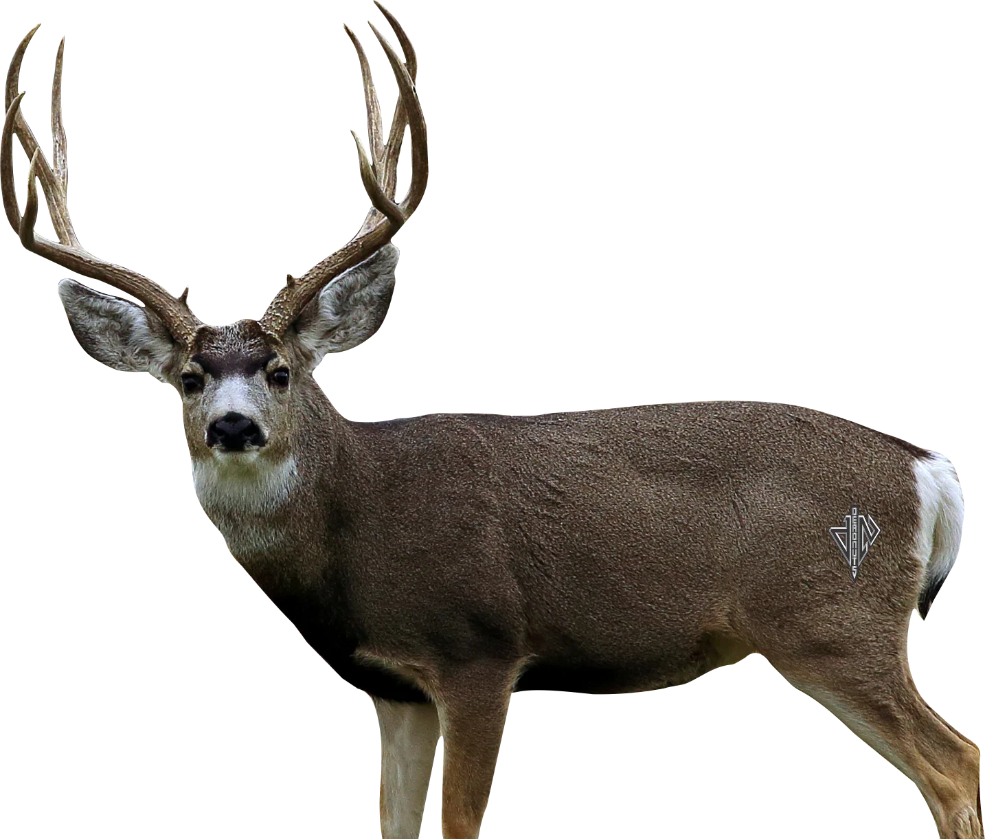 2D Mule Deer Broadside Target