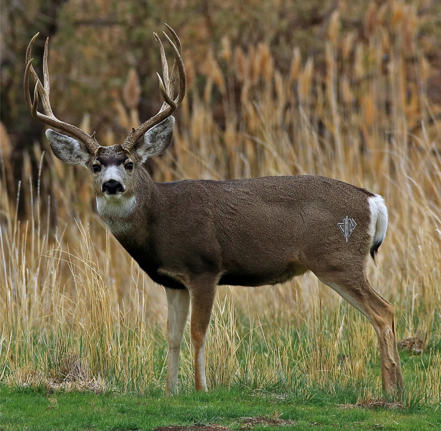 2D Mule Deer Broadside Target - Image 5