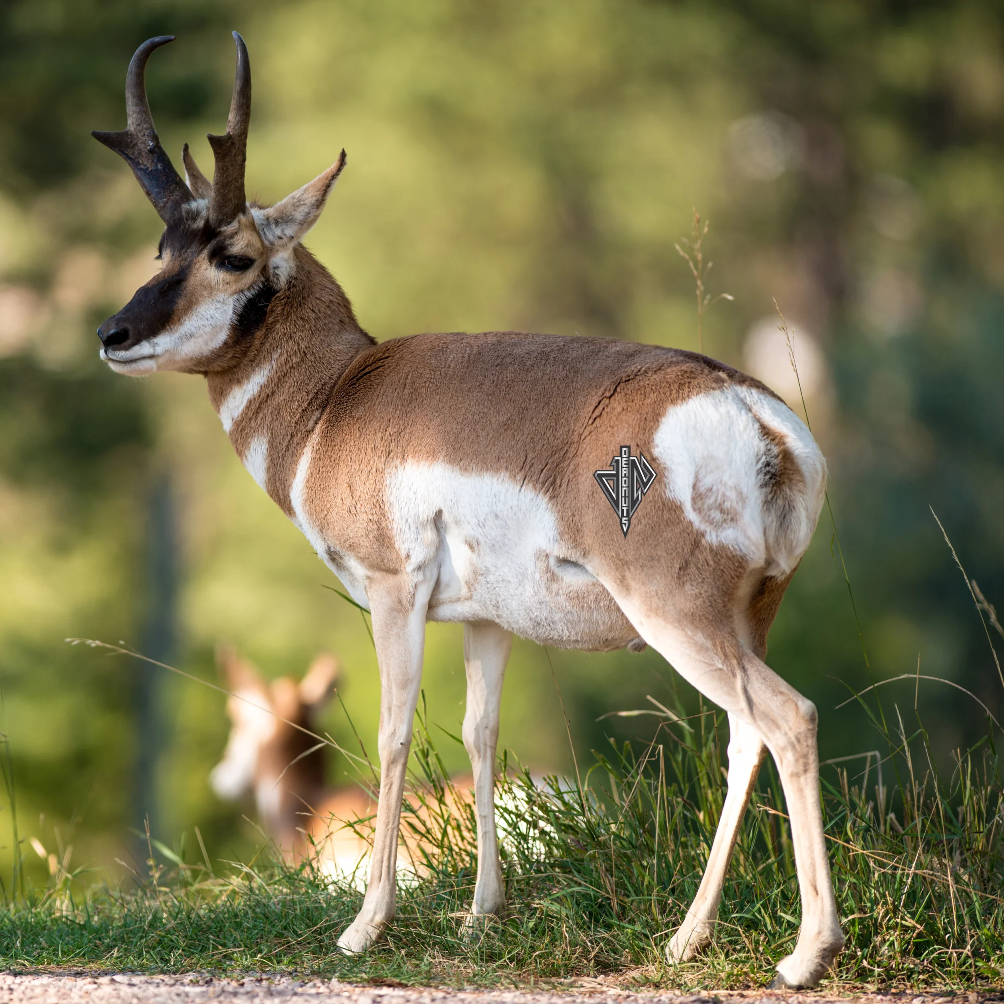 2D Quartering Away Pronghorn Buck - Image 4