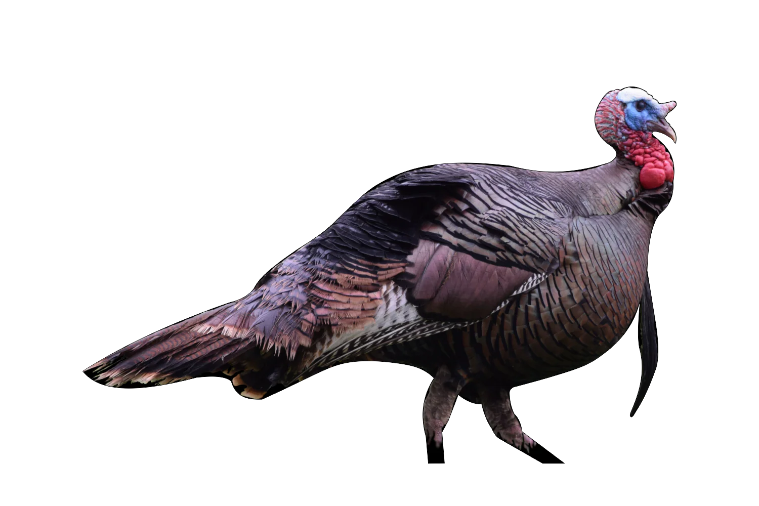 2D Tom Turkey Broadside Target