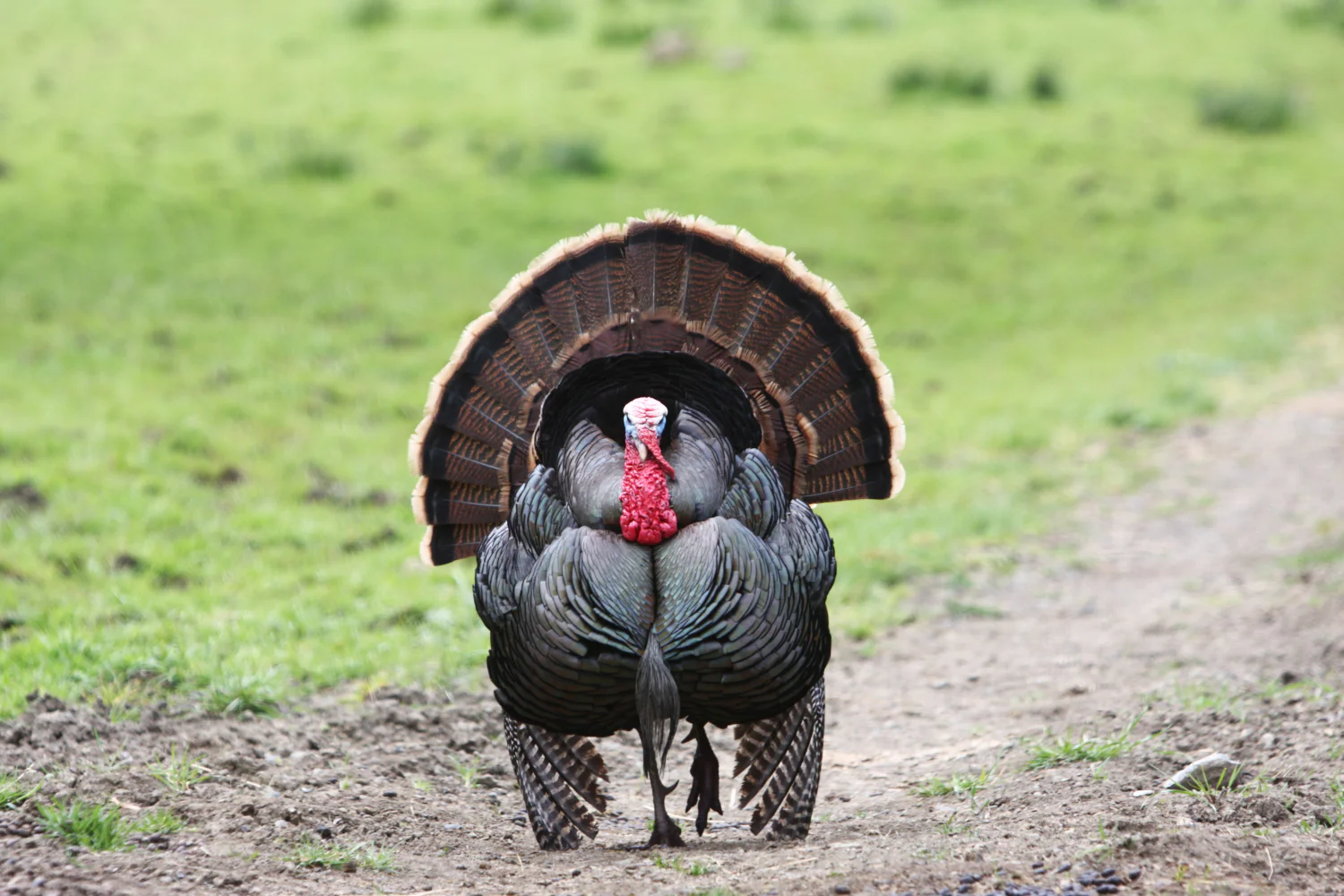 2D Tom Turkey Frontal Target - Image 4