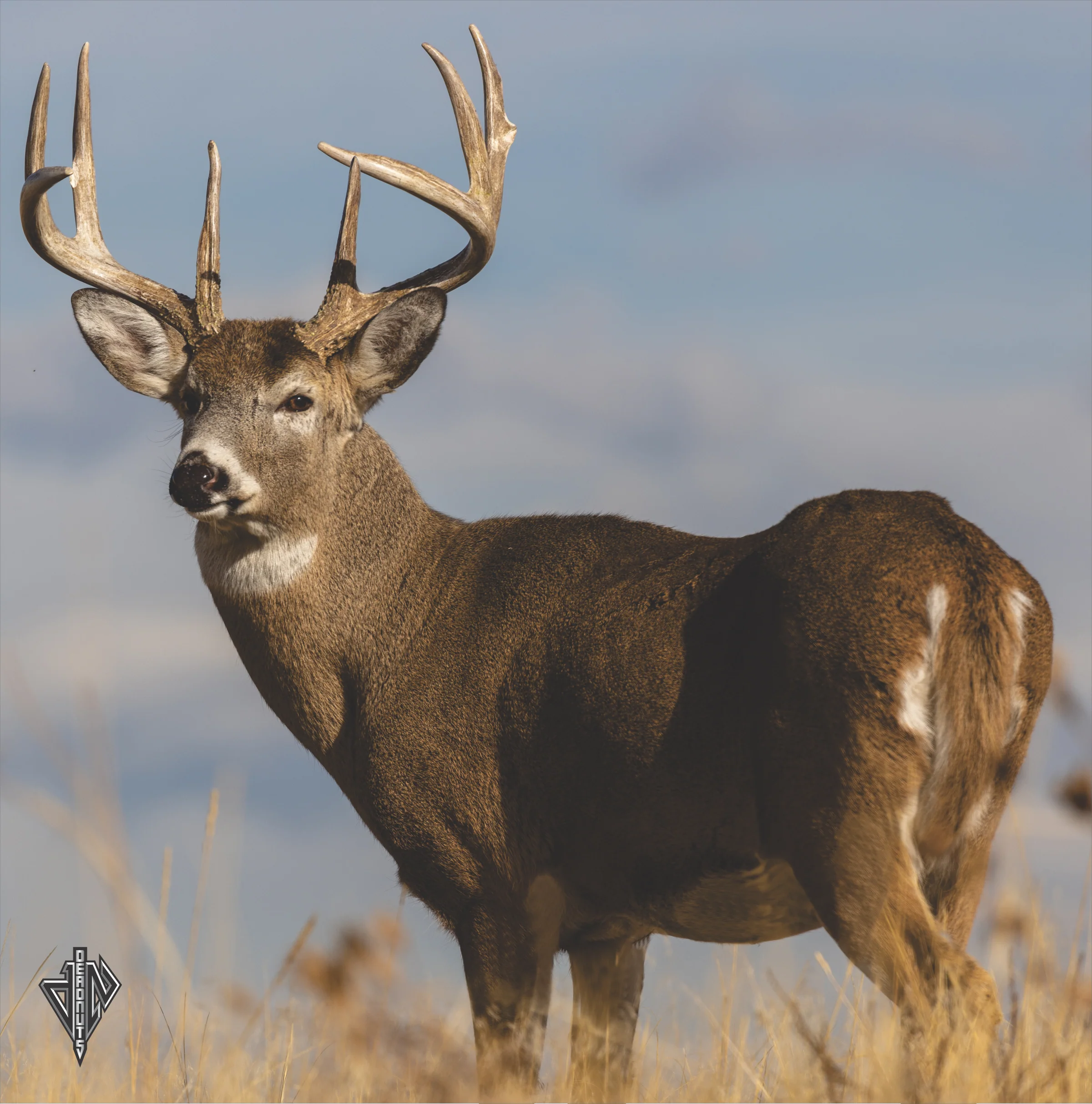 2D Whitetail "Willy" Quartering Away Target - Image 4