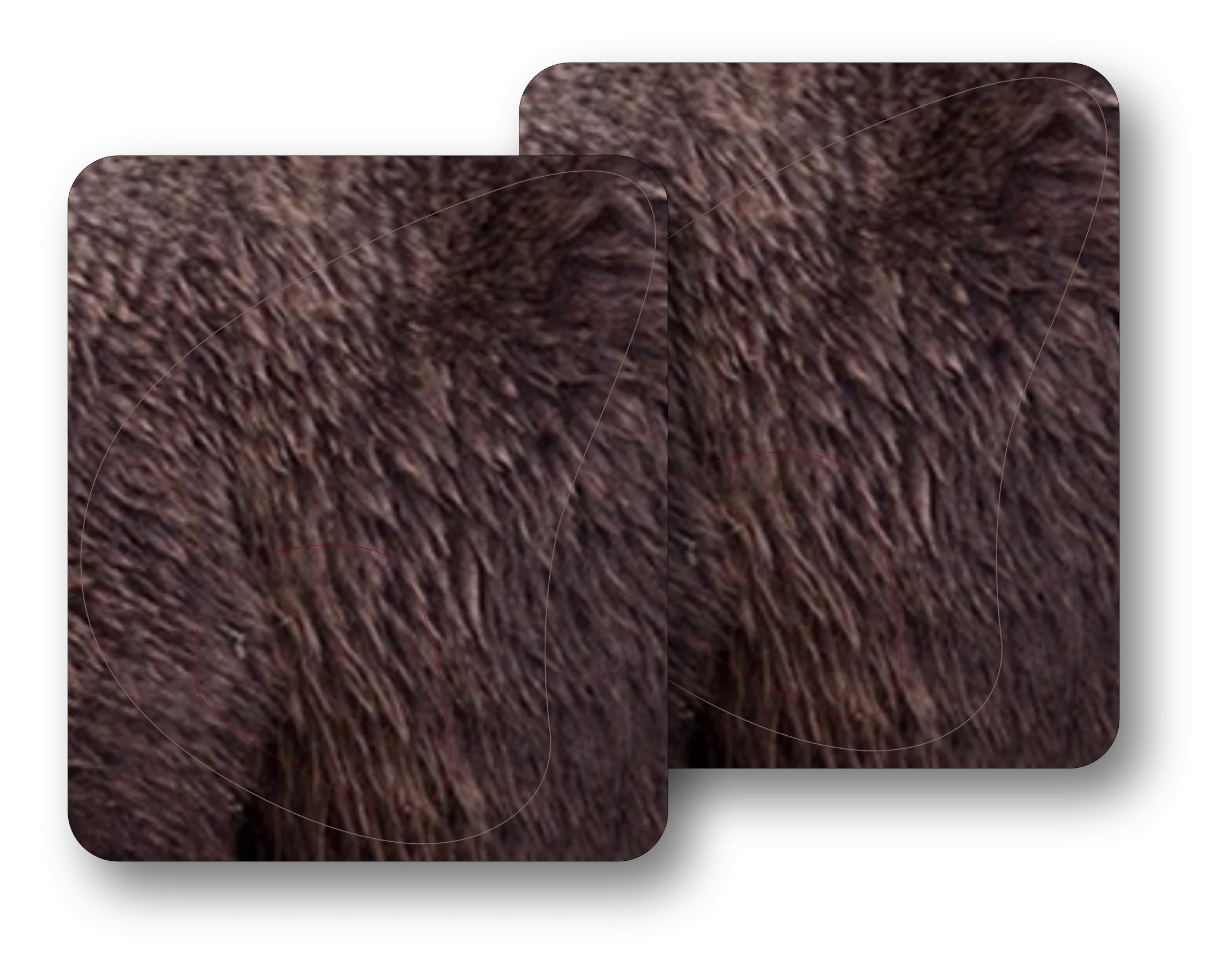 Grizzly Bear Vital Zones